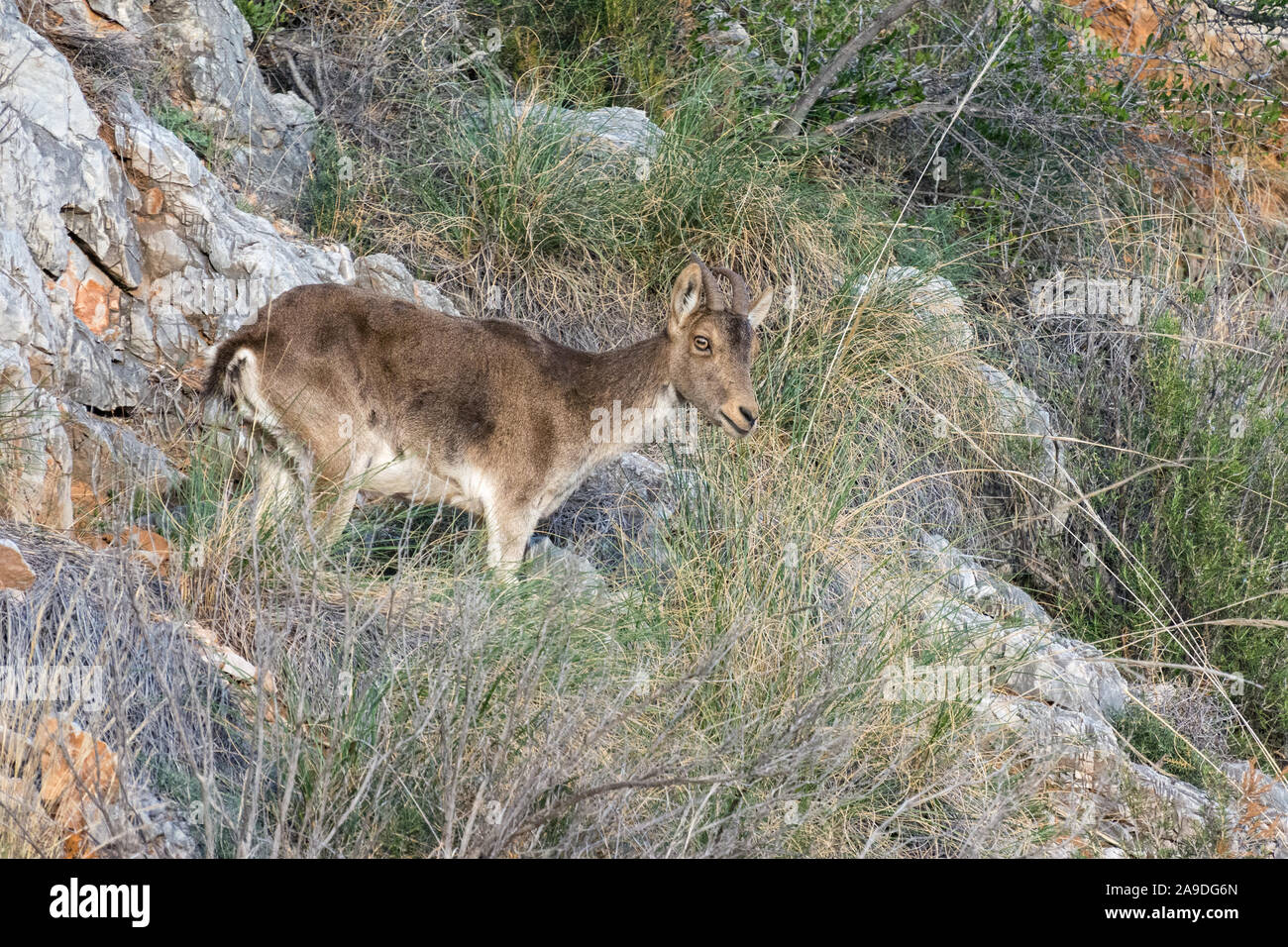 A female Iberian Ibex standing on a cliff face surrounded by scrub Stock Photo