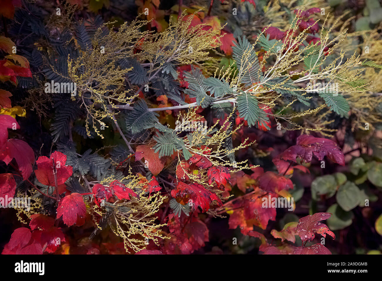 Acacia dealbata AGM developing buds with the autumn foliage of Viburnum opulus 'Roseum' AGM Stock Photo