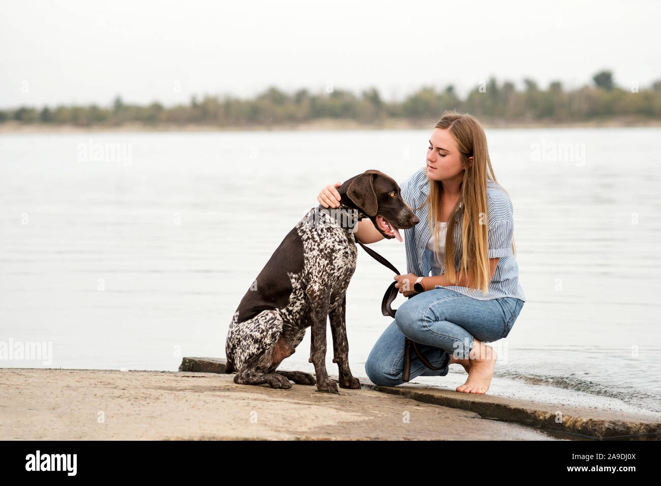 German Shorthaired Pointer Puppy Stock Photos German Shorthaired