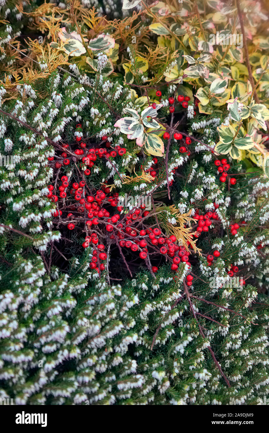 A winter collage of Cotoneaster horizontalis berries, Euonymus and a white form of Erica carnea Stock Photo