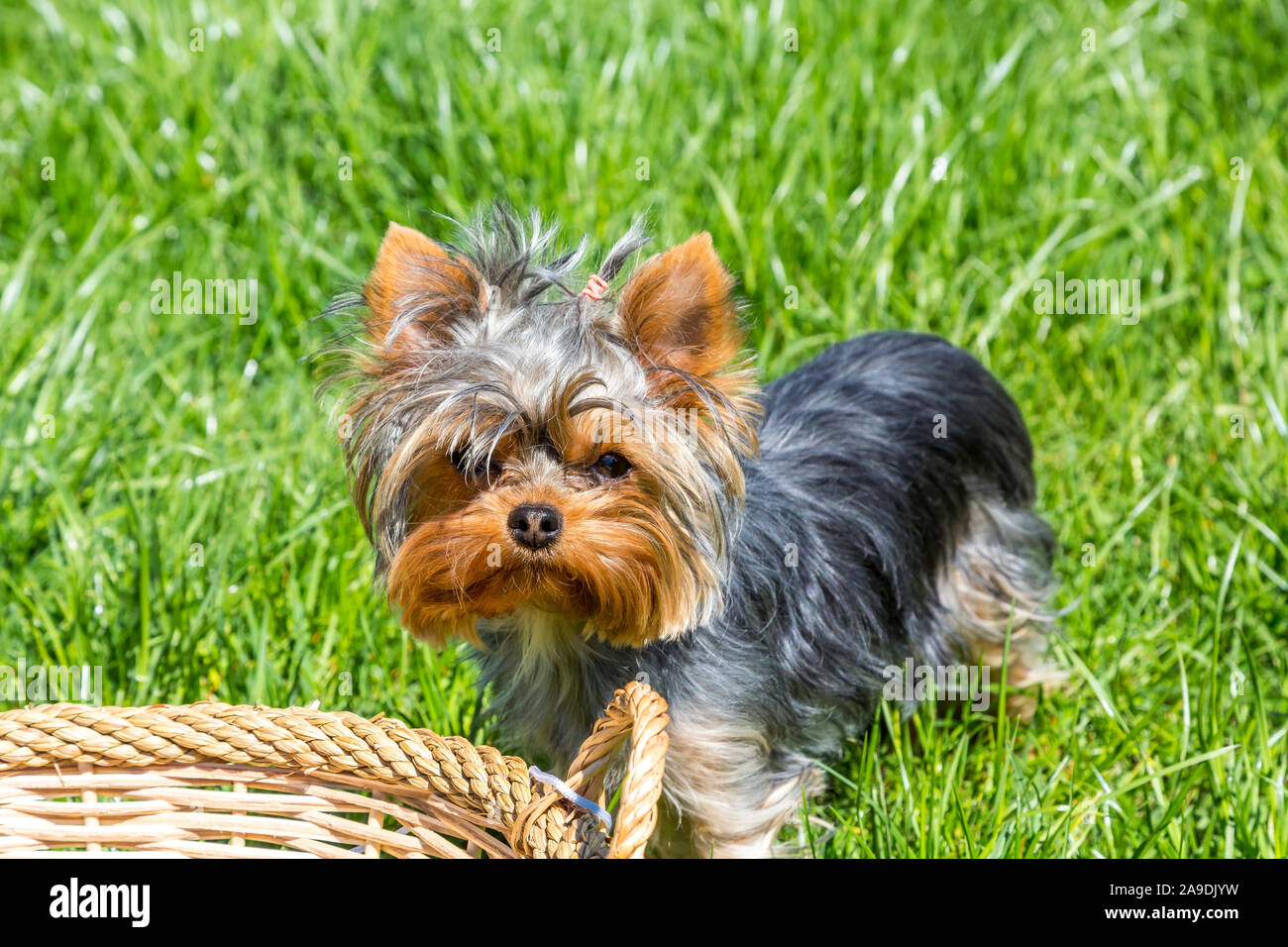 Yorkshire Terrier Mini Toy female with a basket in the garden Stock Photo -  Alamy