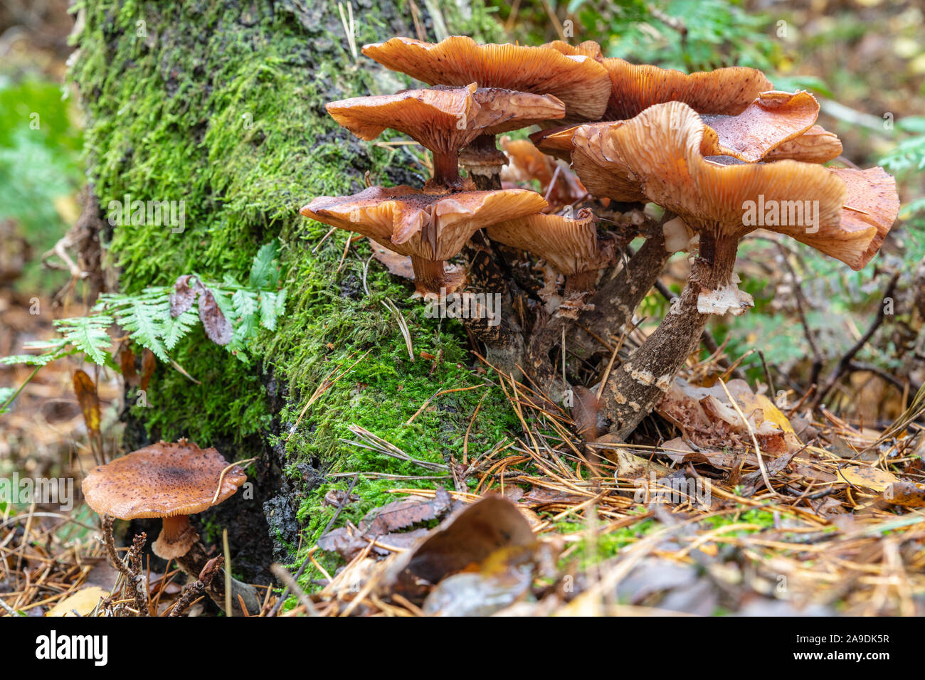 Humongous Fungus, Armillaria ostoyae Stock Photo