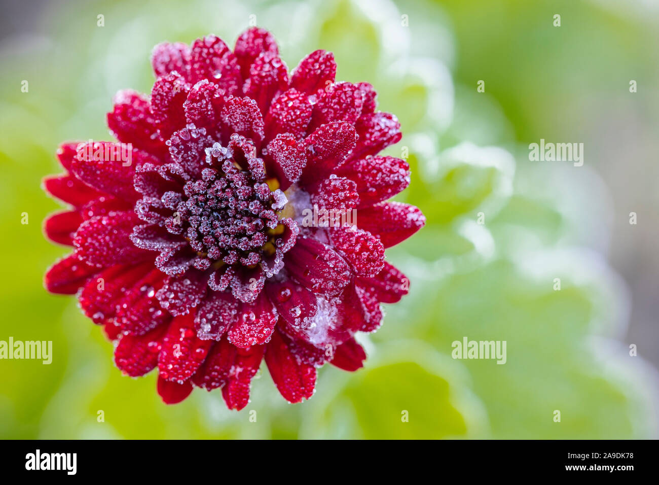 Wild chrysanthemum, close-up, filled flowers, water drops Stock Photo