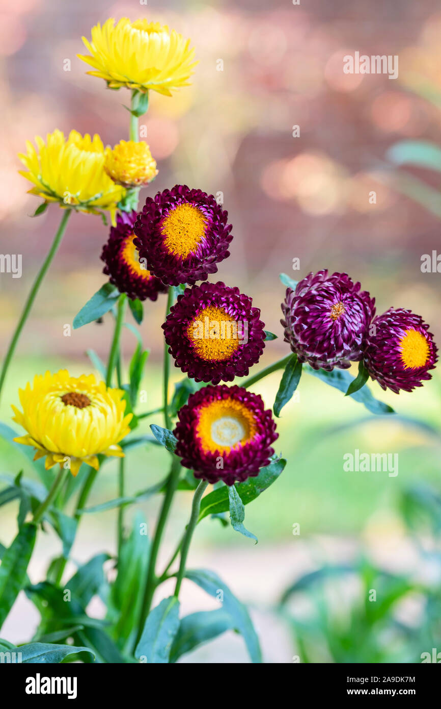 Strawflower Helichrysum Moreska, closeup Stock Photo Alamy