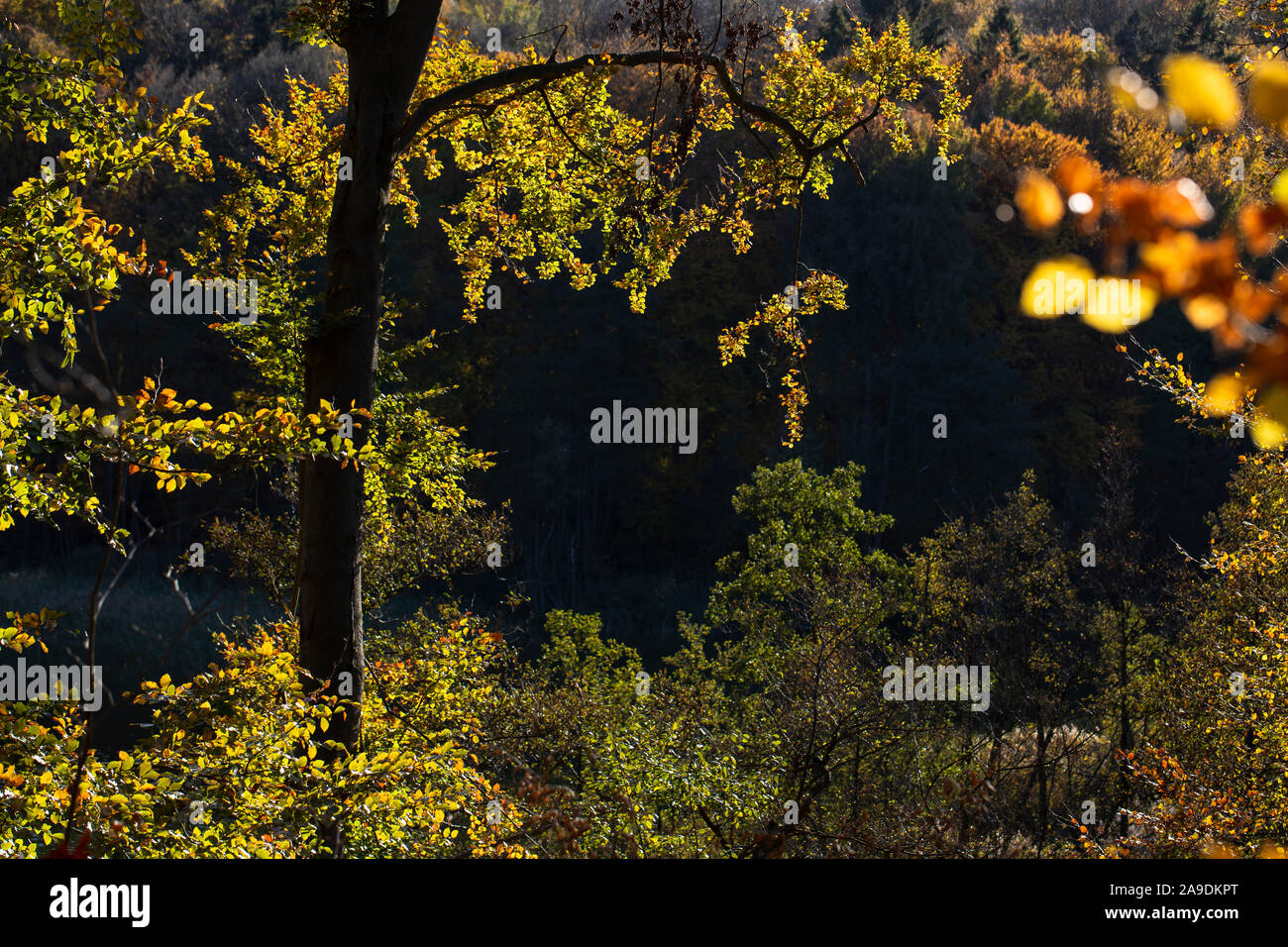 Beeches in the backlight in autumn Stock Photo