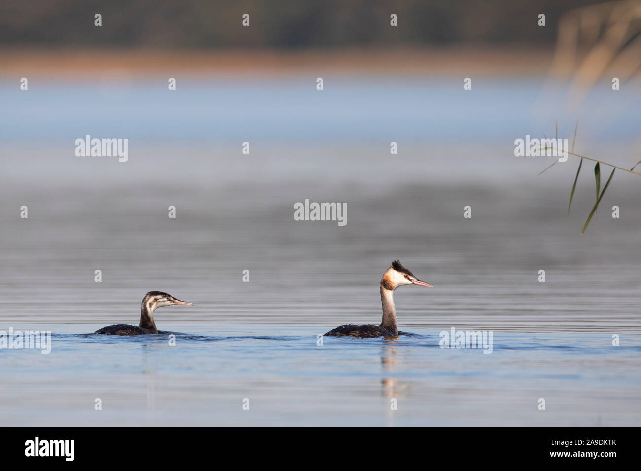 Germany, Mecklenburg-Western Pomerania, Müritz National Park, Great Crested Grebe, Podiceps cristatus, with young Stock Photo