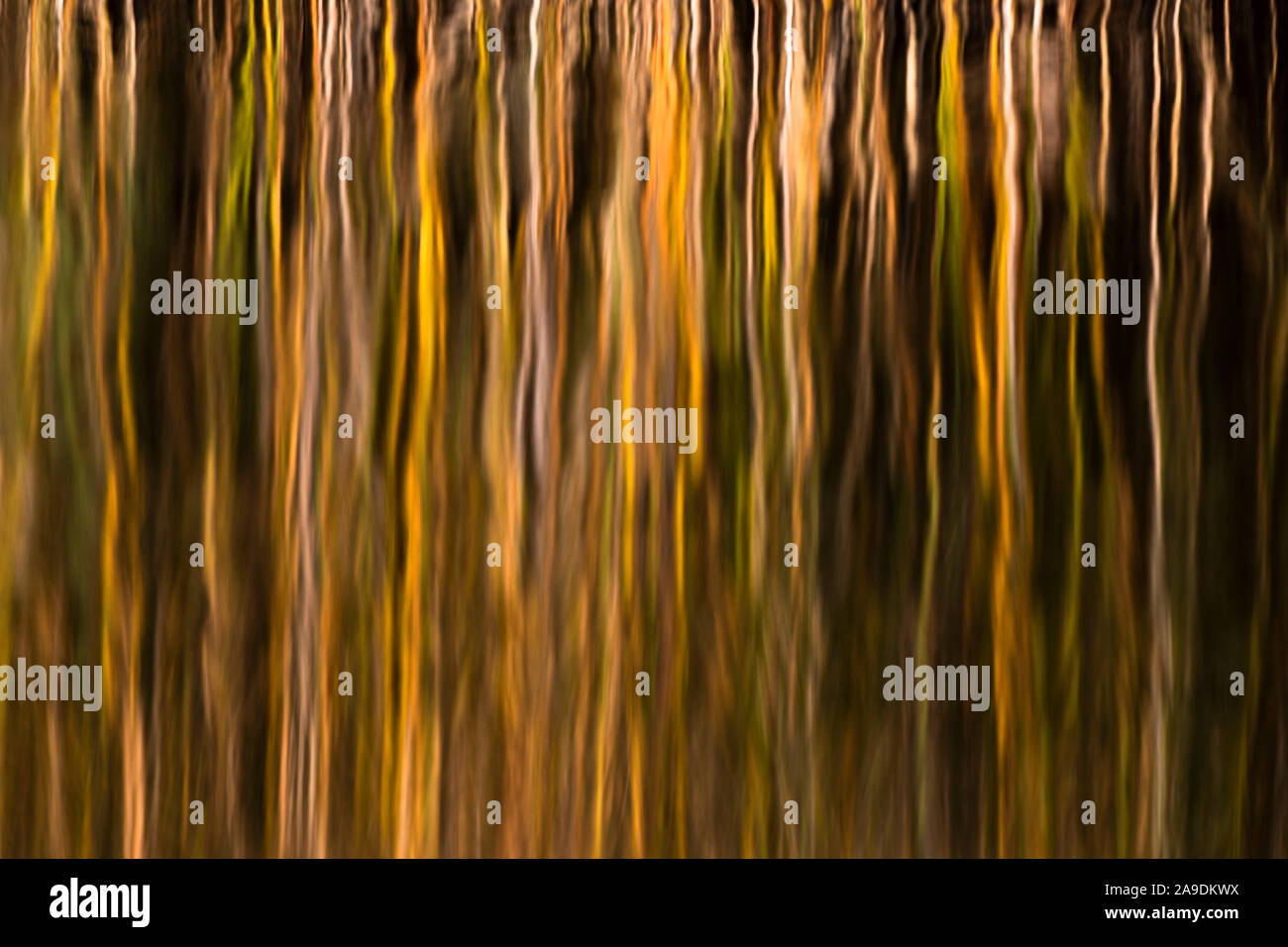 Germany, Mecklenburg-Western Pomerania, Müritz National Park, reflection of reeds in the evening sun Stock Photo