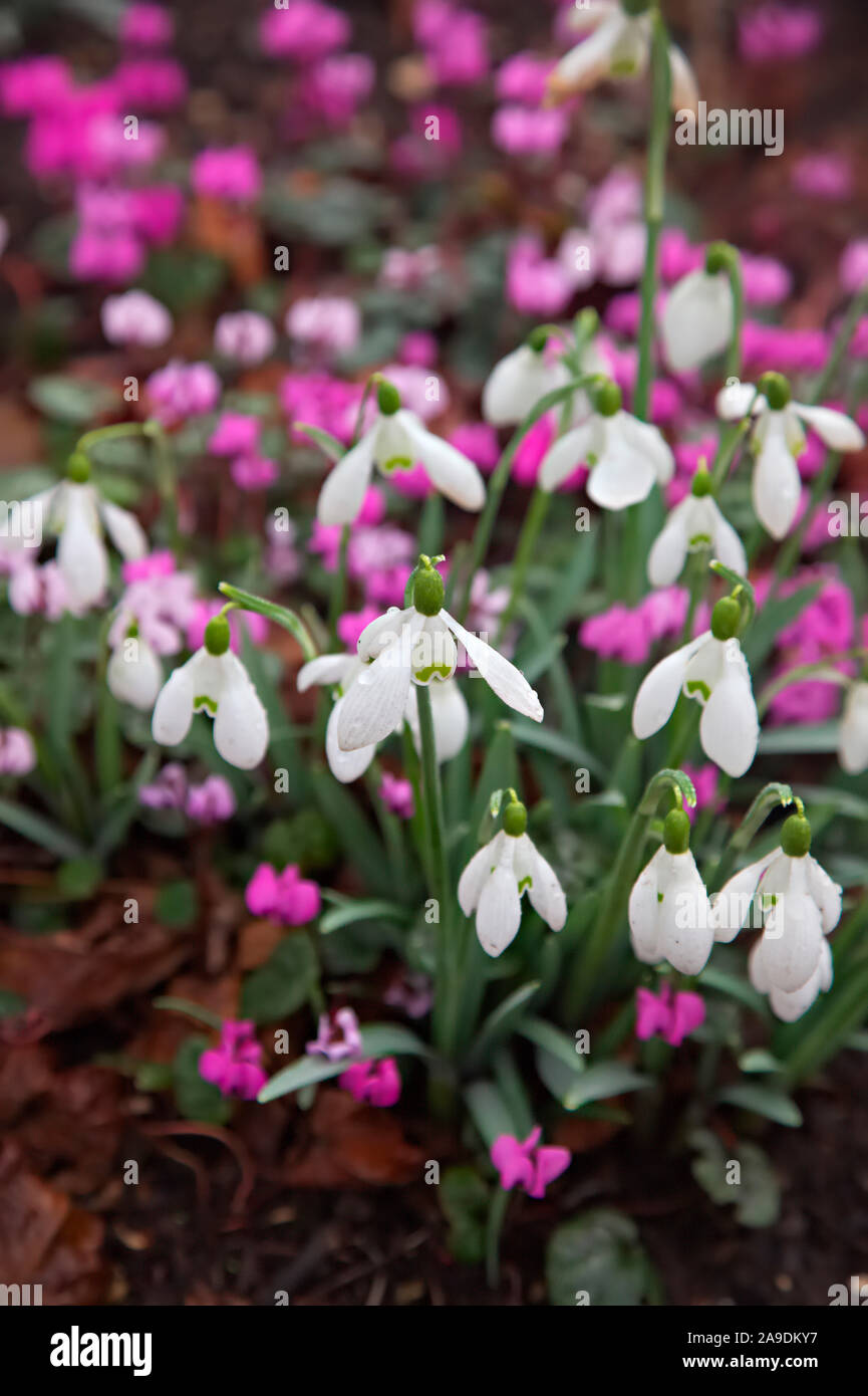 Galanthus 'Brenda Troyle' with Cyclamen coum during February Stock Photo