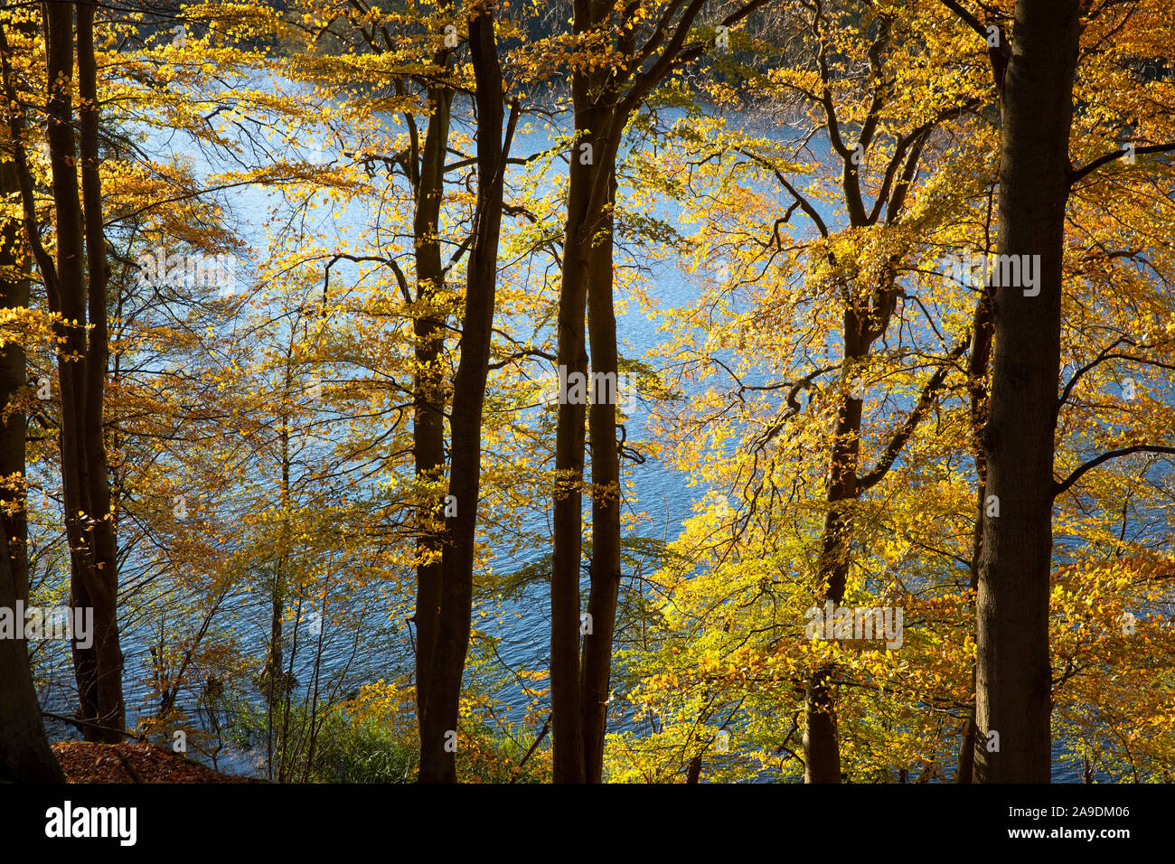 Germany, Mecklenburg-Western Pomerania, Schwerin, Neumühler See, beeches in autumn on the steep bank Stock Photo