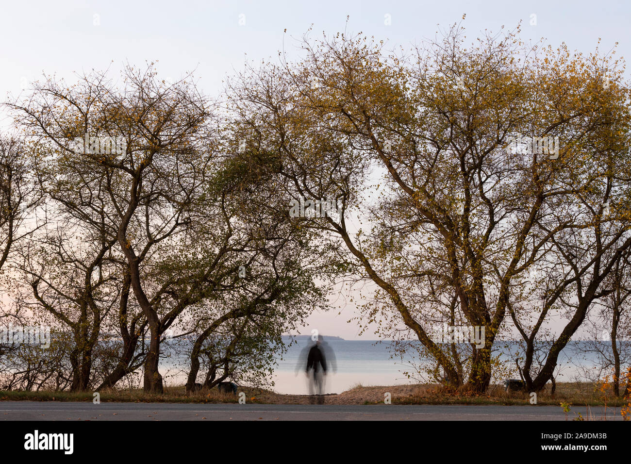 Humanoid trees hi-res stock photography and images - Alamy