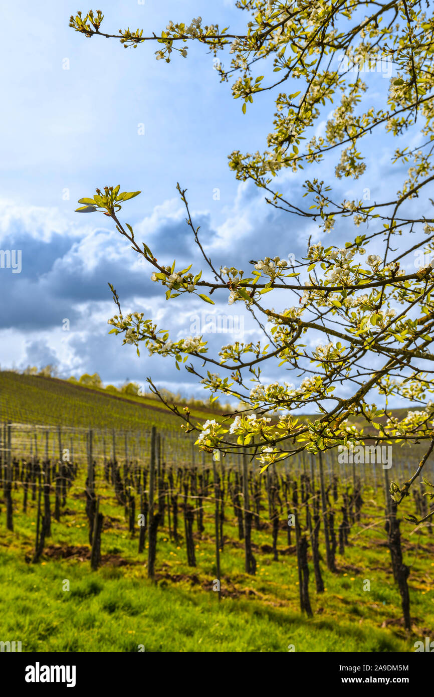 Spring in the vineyards at Longuich, Germany Stock Photo
