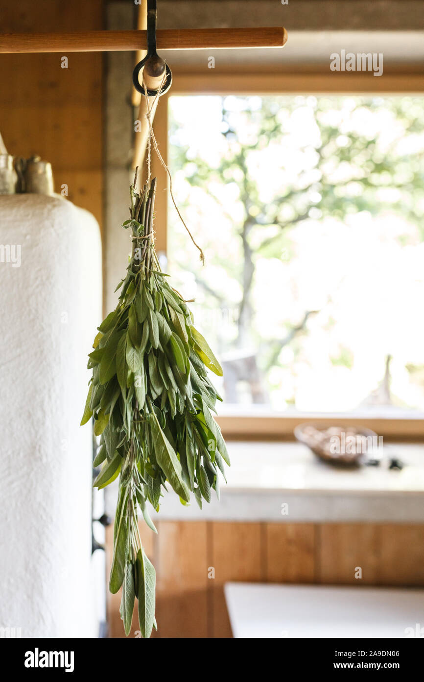 A bouquet of leaves of garden sage (Salvia officinalis) hanging on a tiled stove to dry Stock Photo