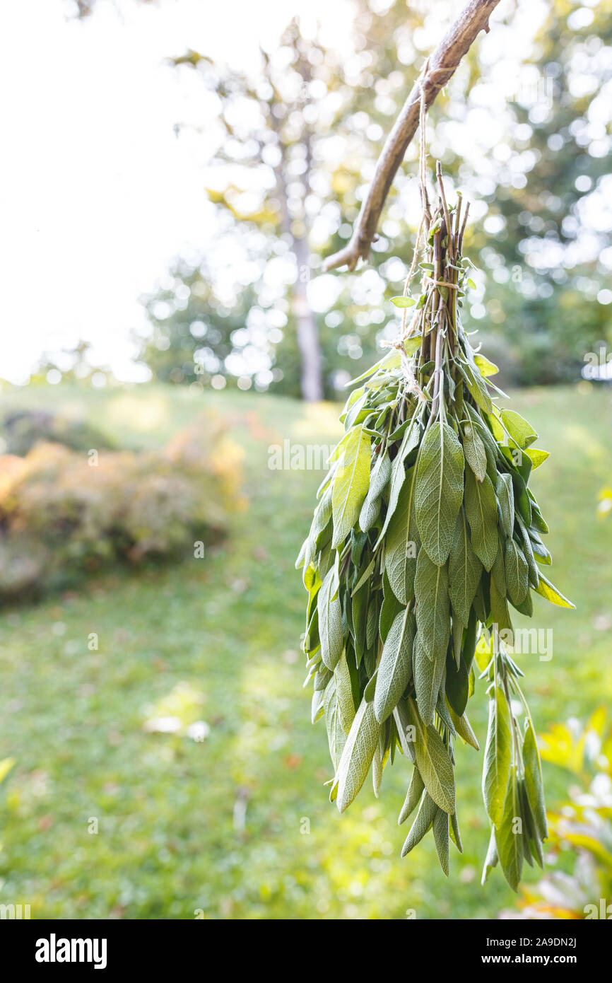 A bouquet of leaves of garden sage (Salvia officinalis), hanging in the sun to dry Stock Photo