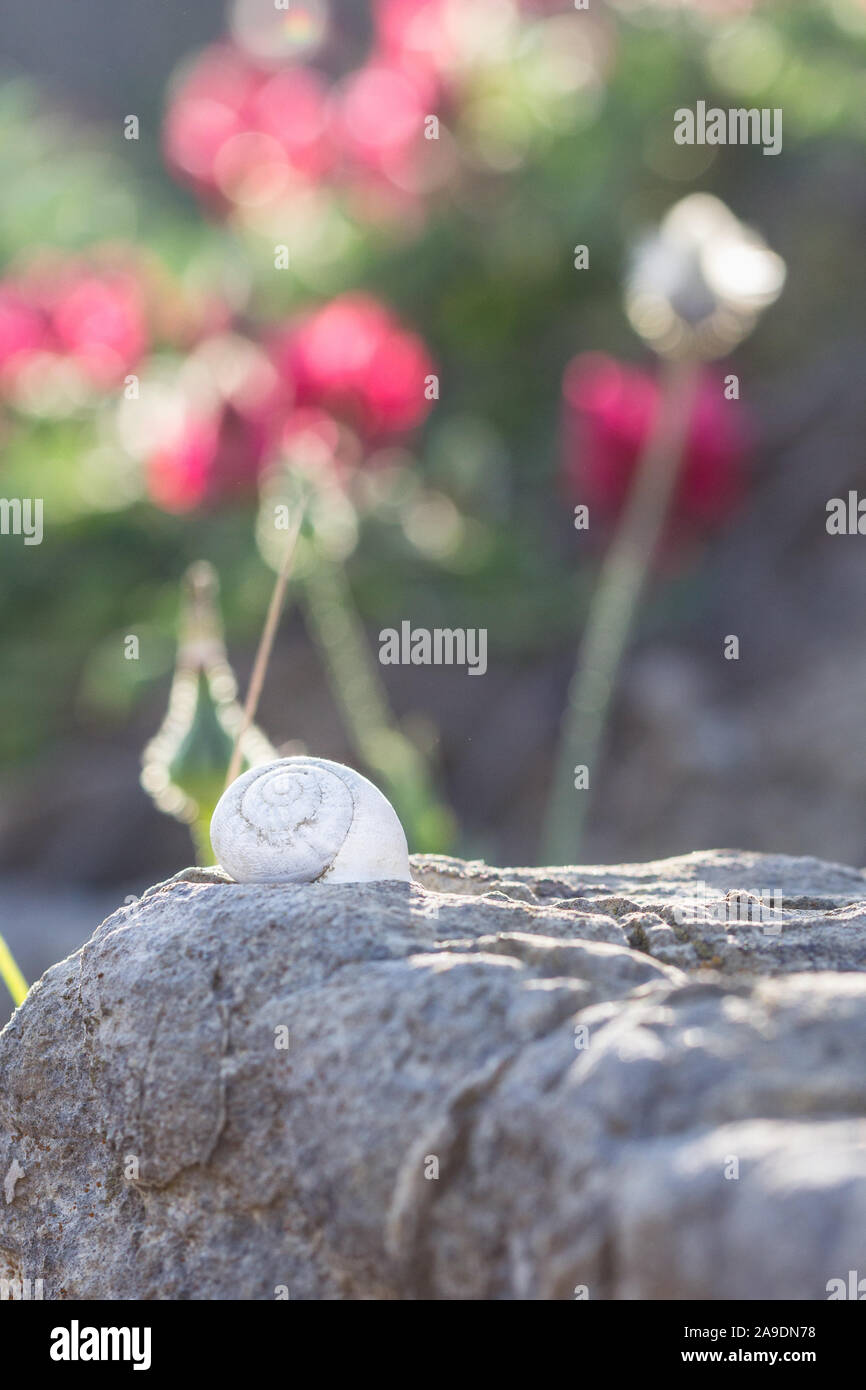 A snail shell lying on a stone with flowers in the background Stock Photo