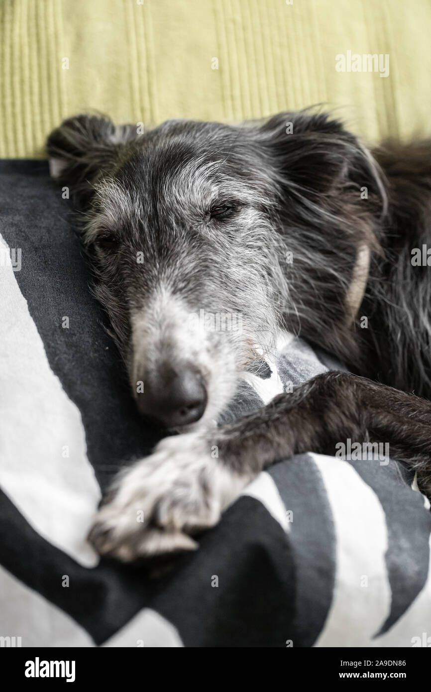 Black and white dog sleeping on the cushion of a sofa Stock Photo - Alamy