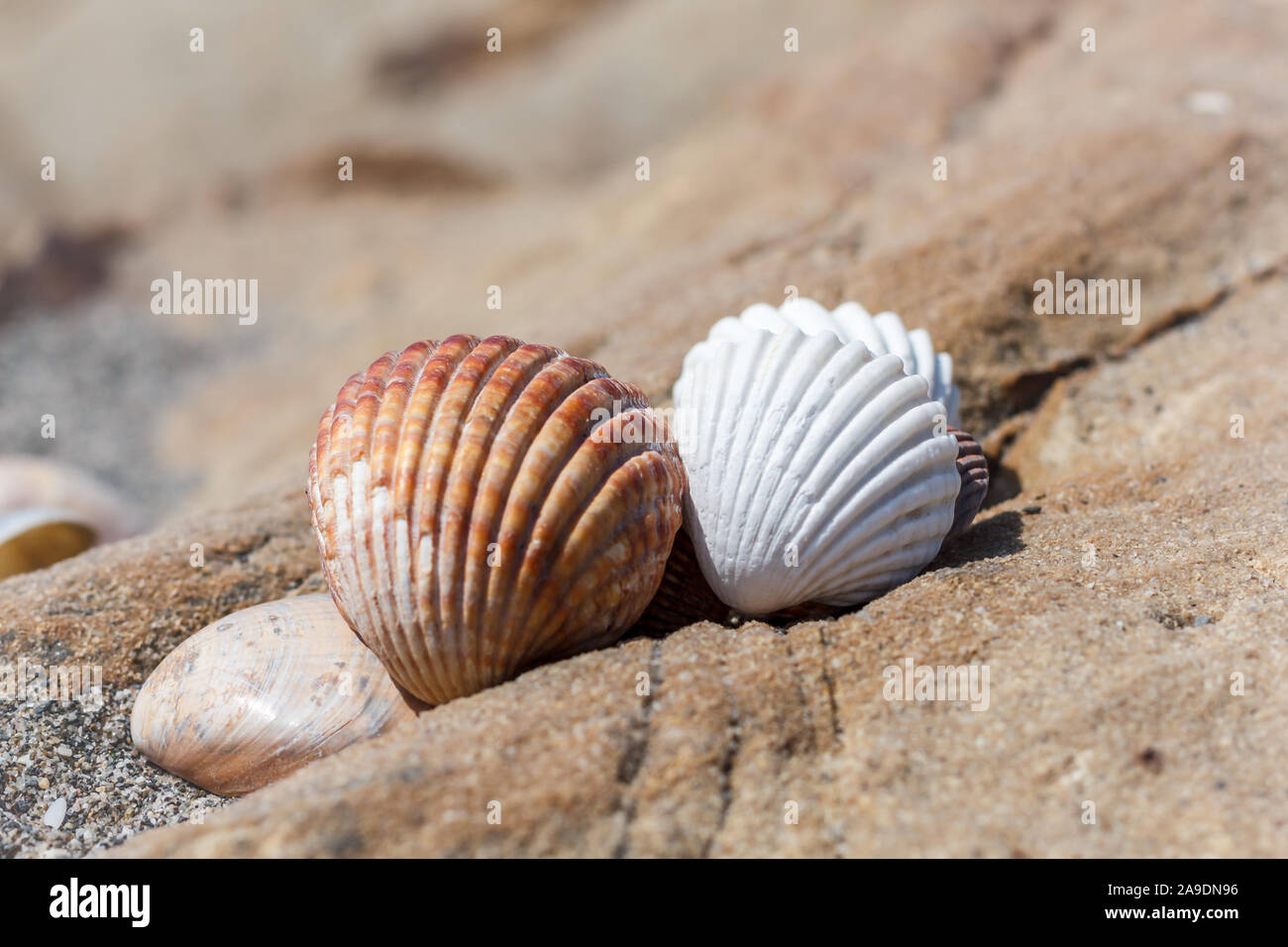 Mussels lying on a beach by the sea Stock Photo Alamy