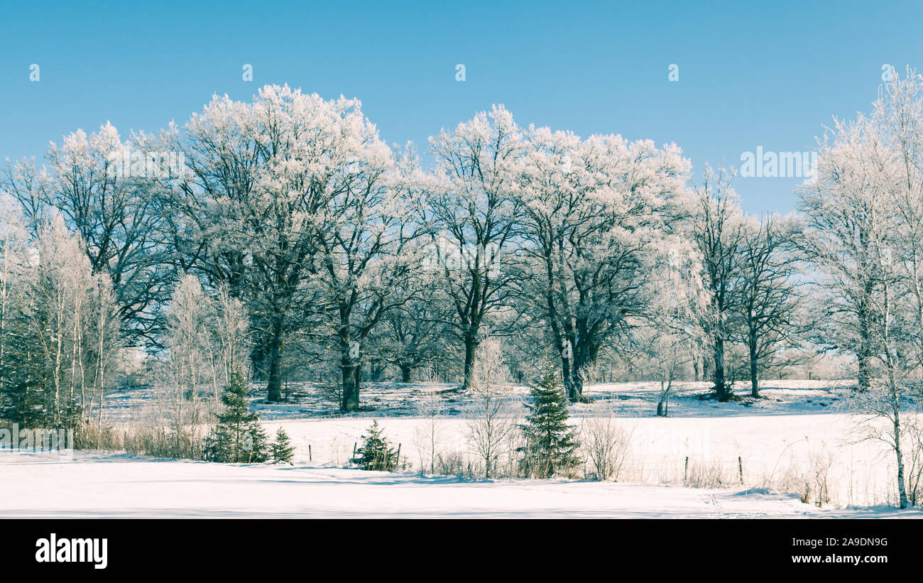 Beech in icy cold weather against blue sky, worm's-eye view Stock Photo