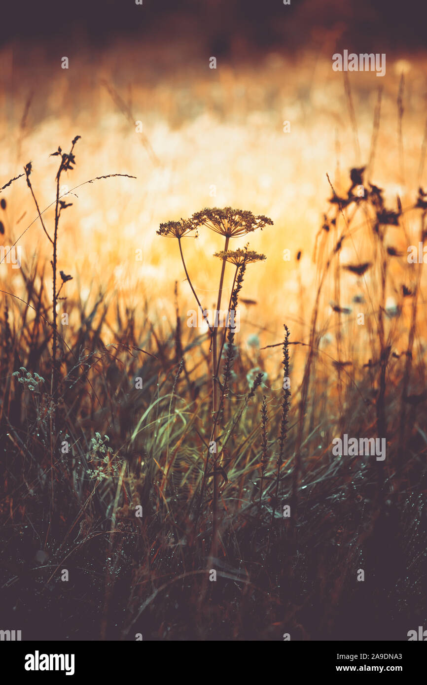 A blossom in the warm autumnal light of the setting sun Stock Photo