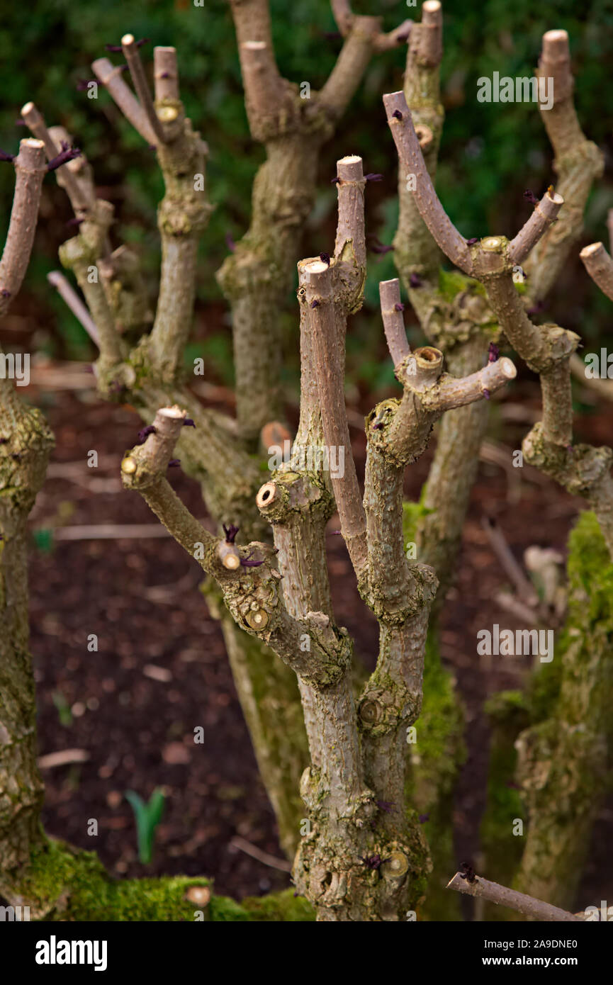 Sambucus nigra f. porphyrophylla 'Eva' (PBR) AGM - pruned hard in winter Stock Photo
