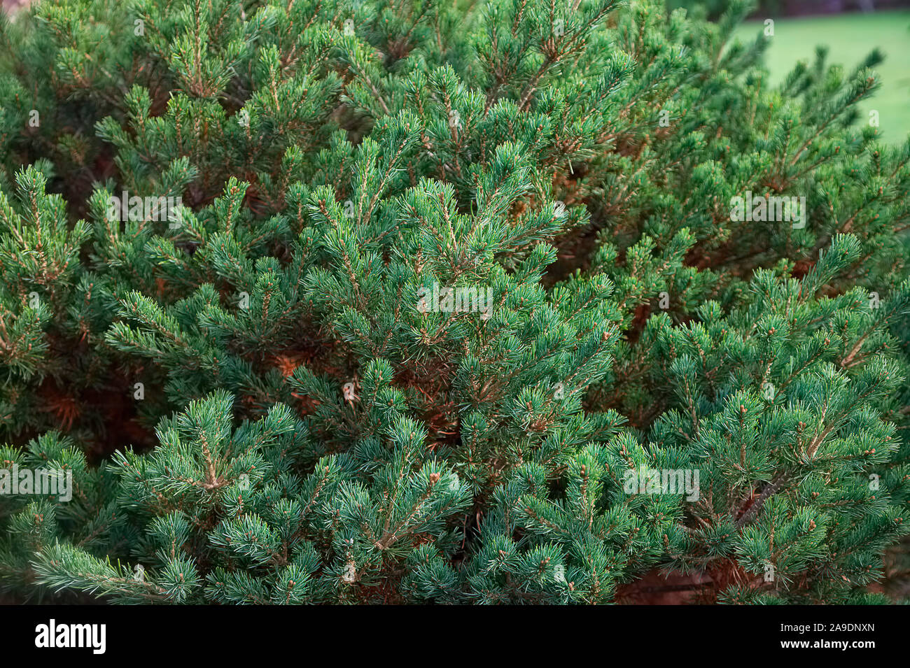 Pinus parviflora 'Kiyomatsu' Stock Photo