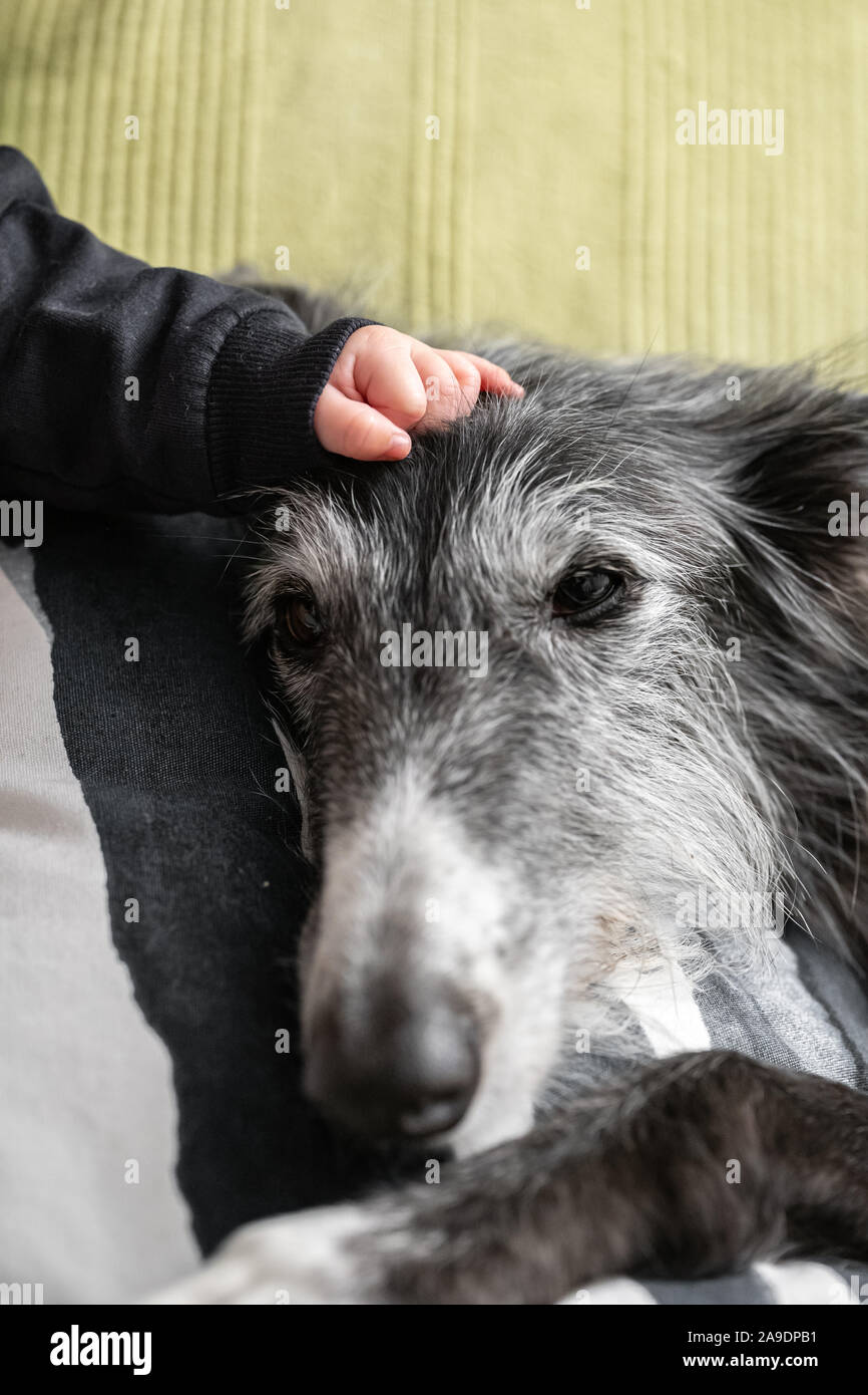 Baby hand stroking a black and white dog's face Stock Photo Alamy