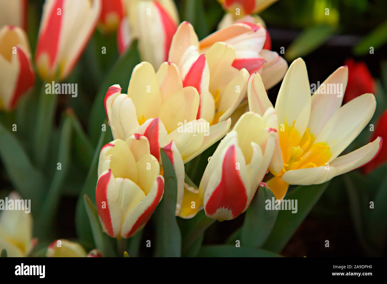 Tulipa 'The First' Stock Photo