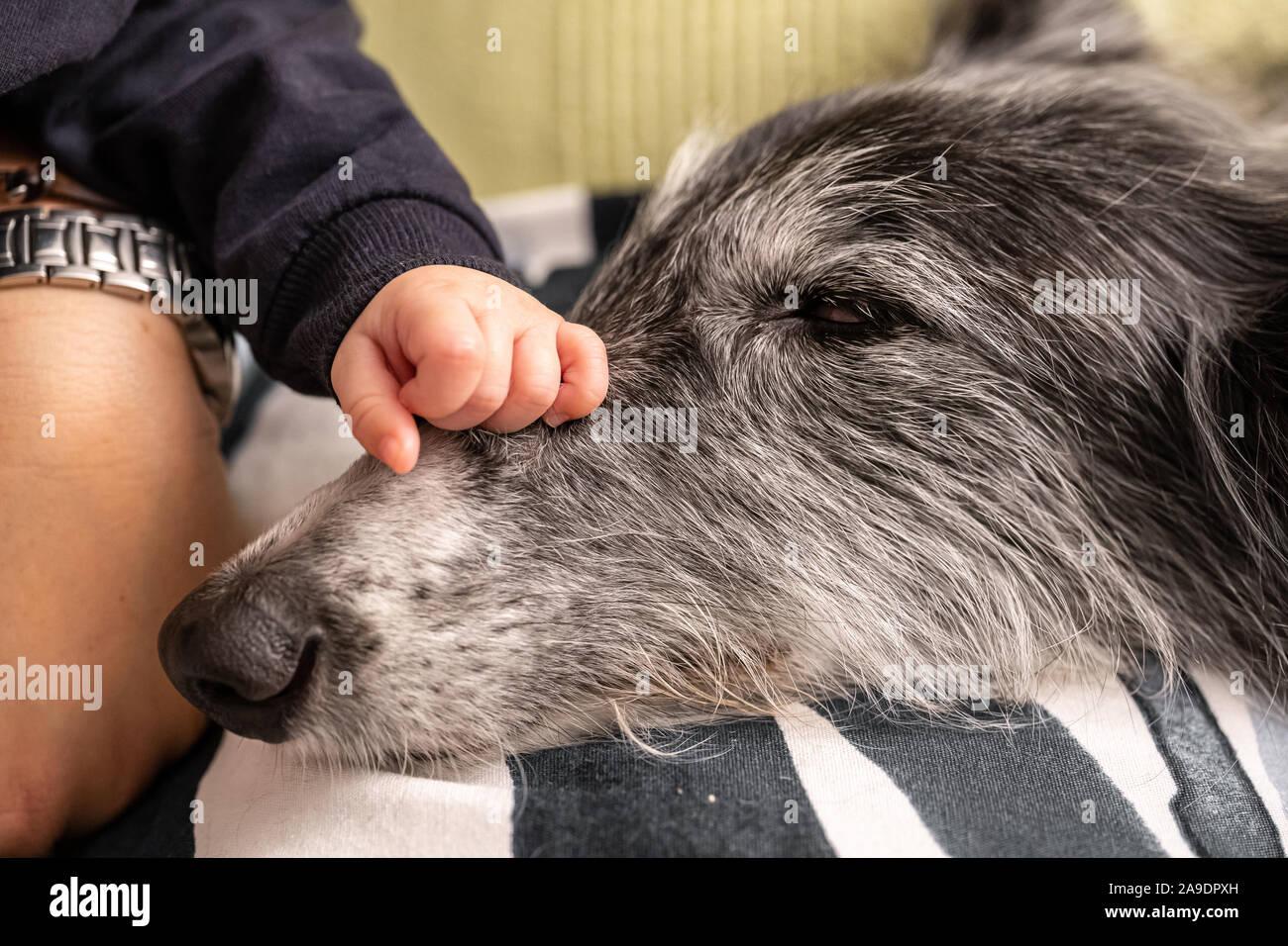 Baby hand stroking a black and white dog's face Stock Photo Alamy