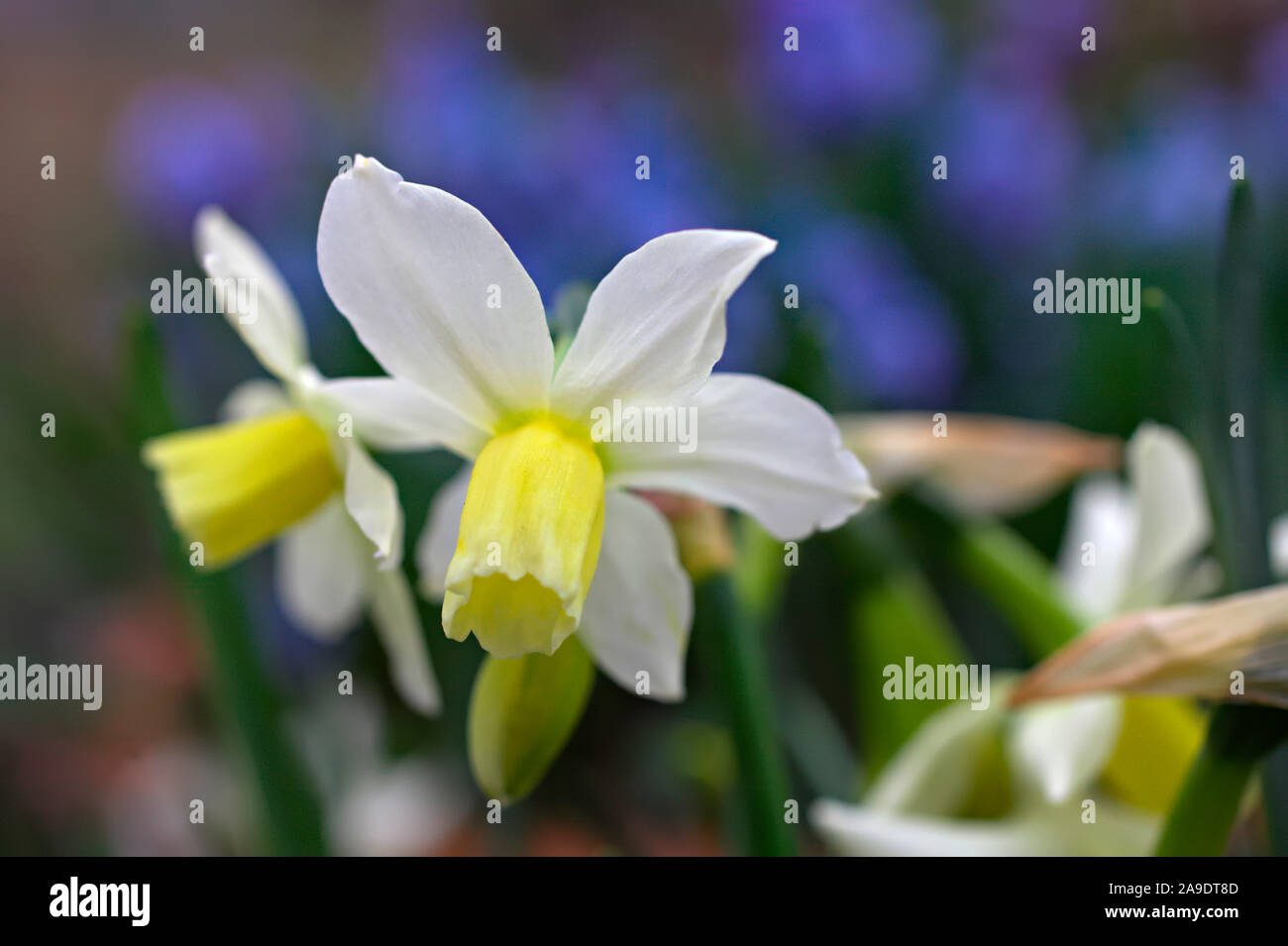 Narcissus 'Toto' (12) AGM with Muscari azureum AGM Stock Photo