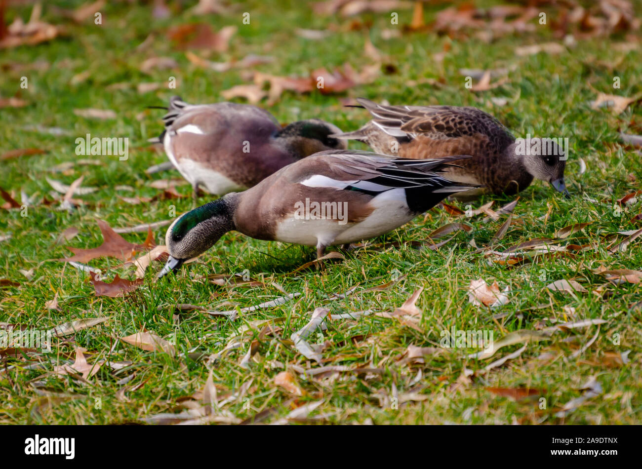 Wigeon Ducks Feeding At Cannon Hill Park Stock Photo