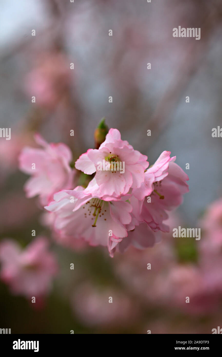 Prunus 'Accolade' (d) AGM blossom Stock Photo