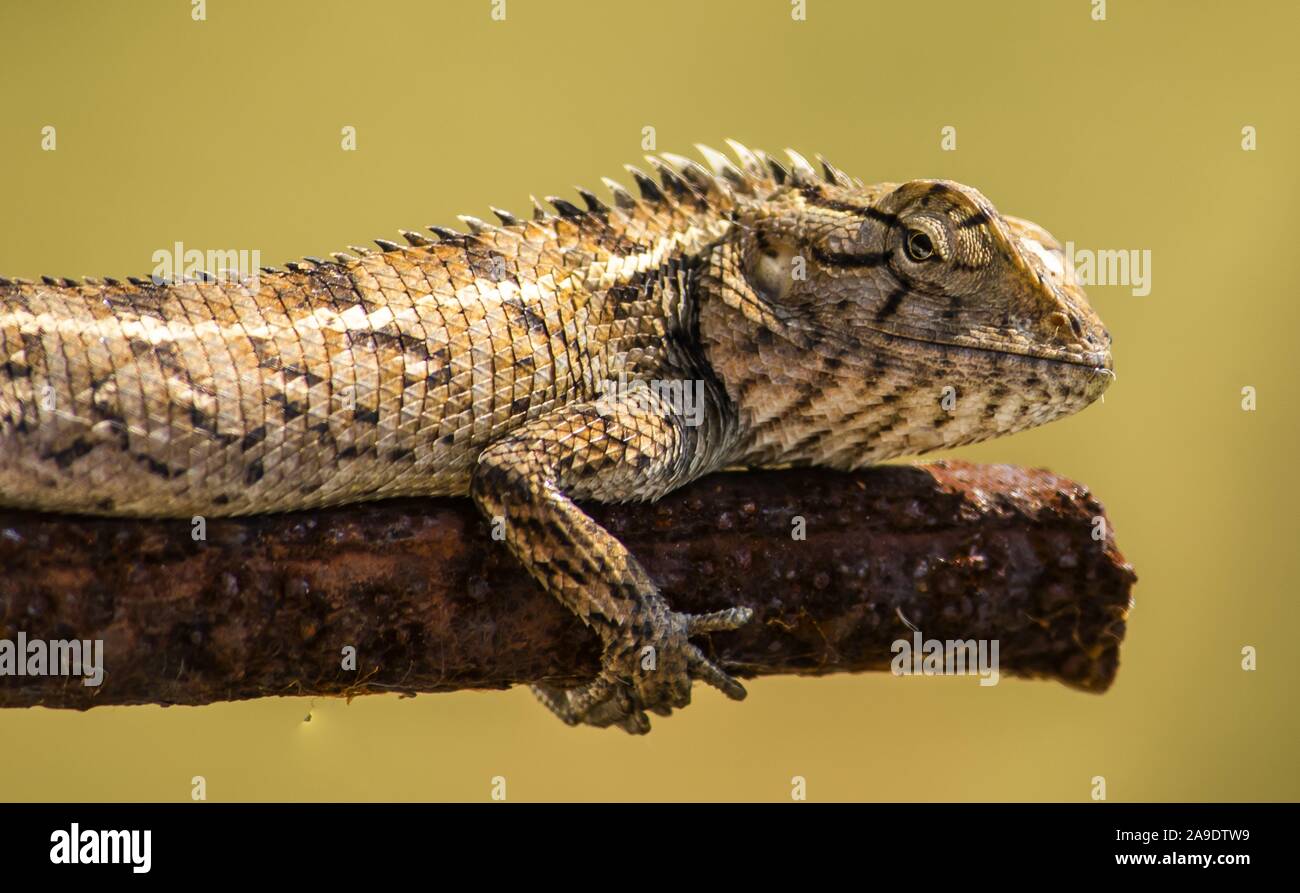 An Indian Chameleon Sitting on rusty rod Stock Photo