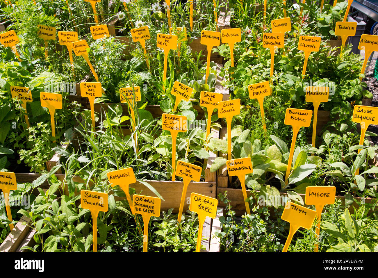 Herbs for sale at a market in Arles France Stock Photo Alamy