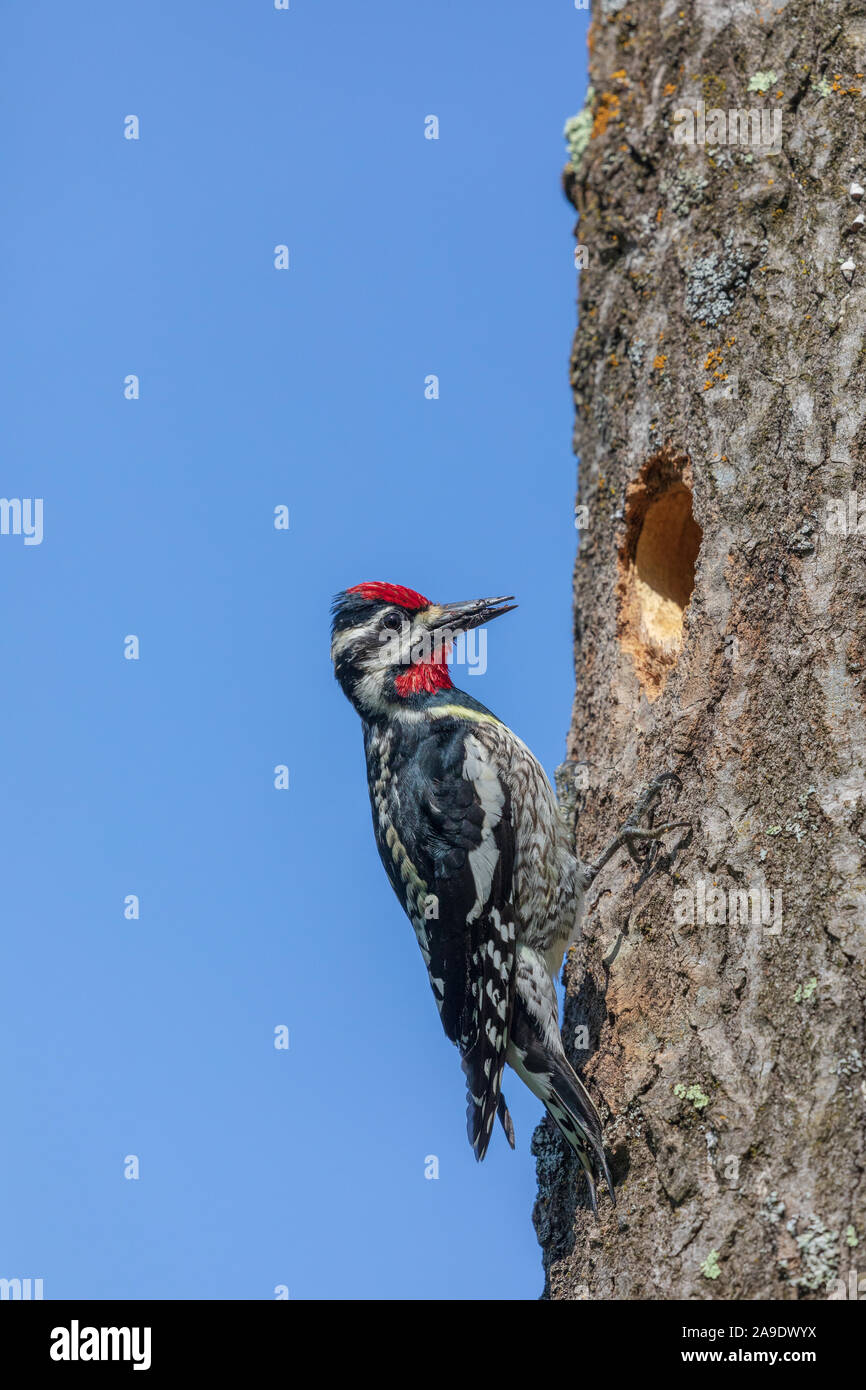 Male yellow-bellied woodpecker bringing food to offspring. Stock Photo