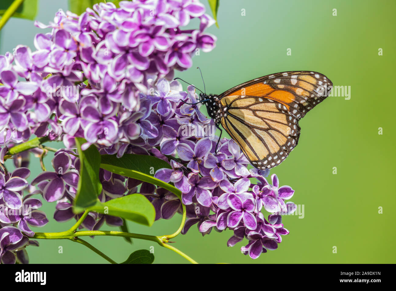 Butterfly on lilac bush hires stock photography and images Alamy