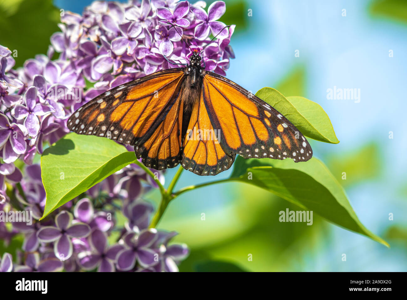 Butterfly purple lilac hires stock photography and images Alamy