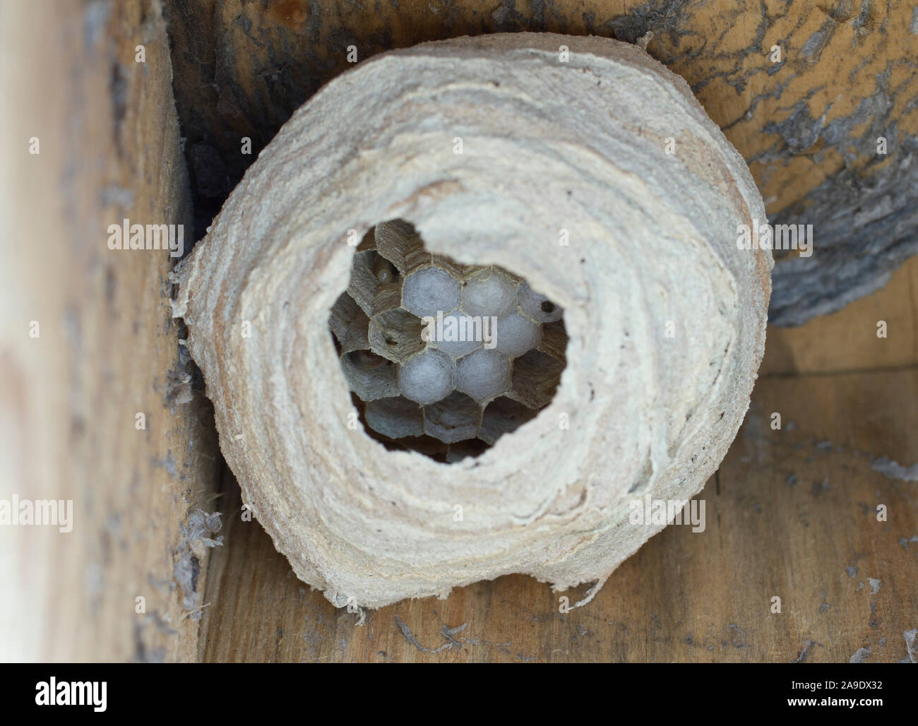 Hornets queen, hornet (Vespa crabro), hornet's nest Stock Photo