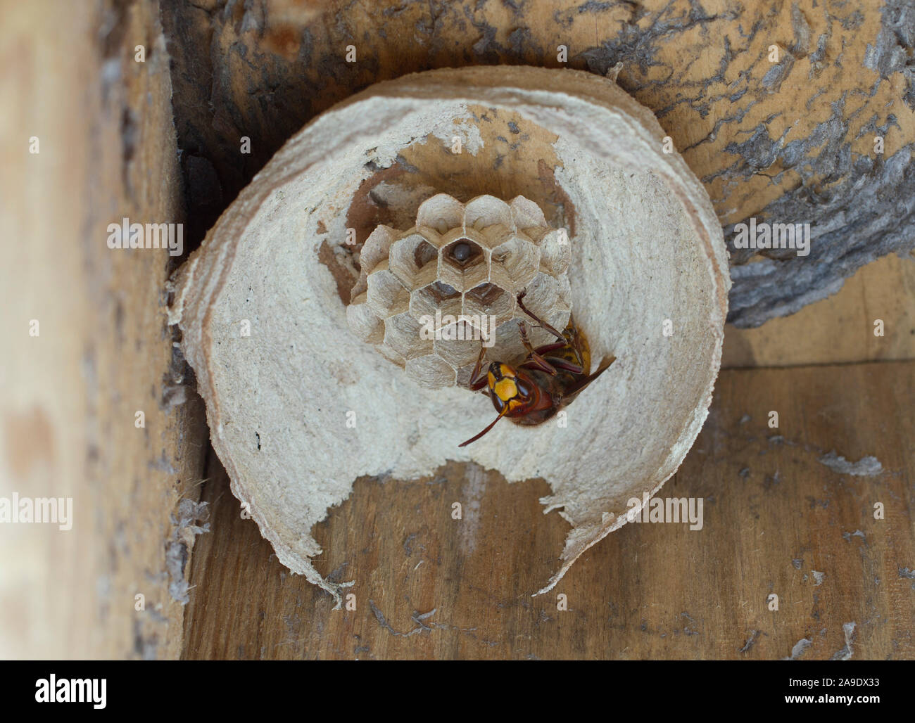 Hornets queen, hornet (Vespa crabro), hornet's nest Stock Photo