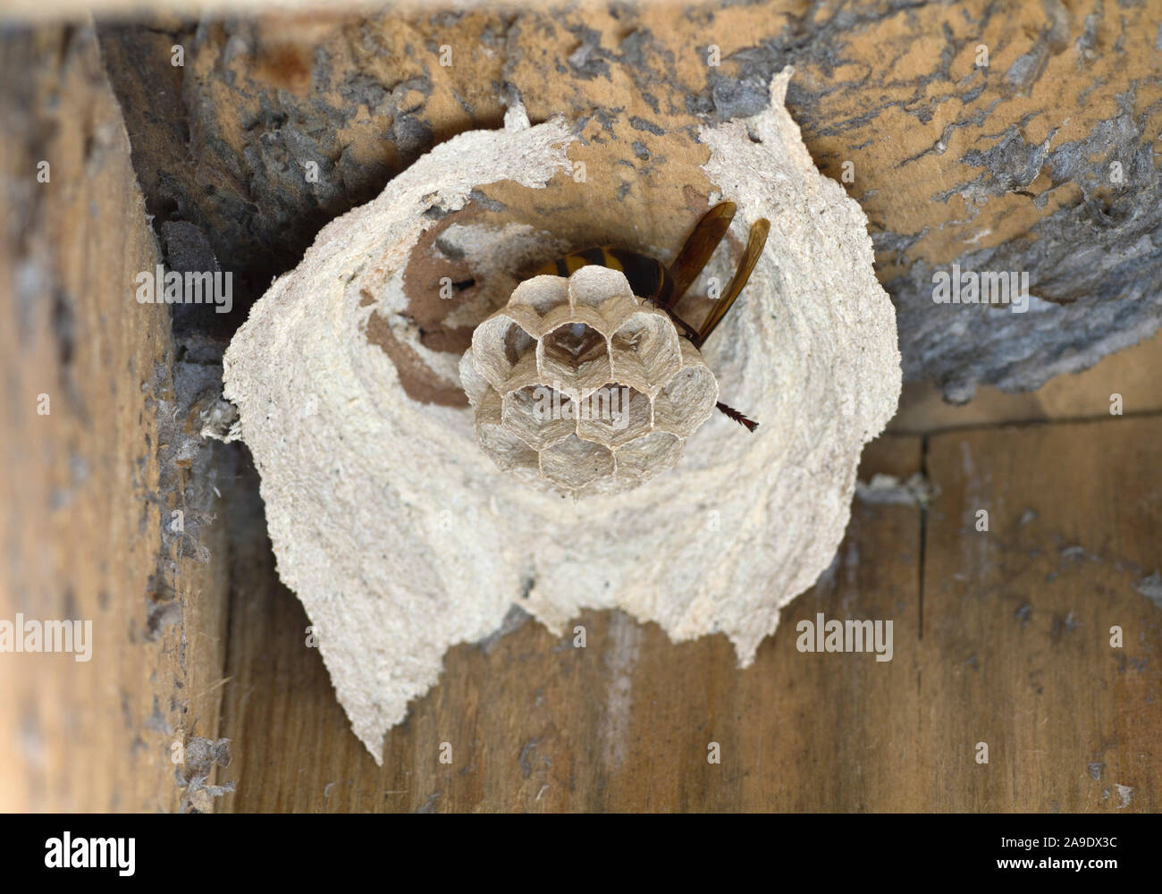Hornets queen, hornet (Vespa crabro), hornet's nest Stock Photo