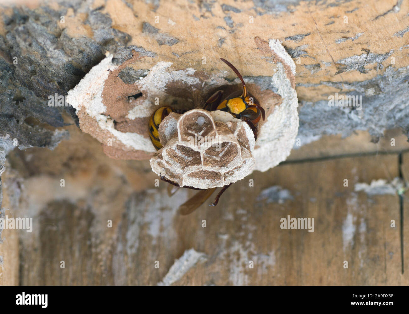 Hornets queen, hornet (Vespa crabro), hornet's nest Stock Photo