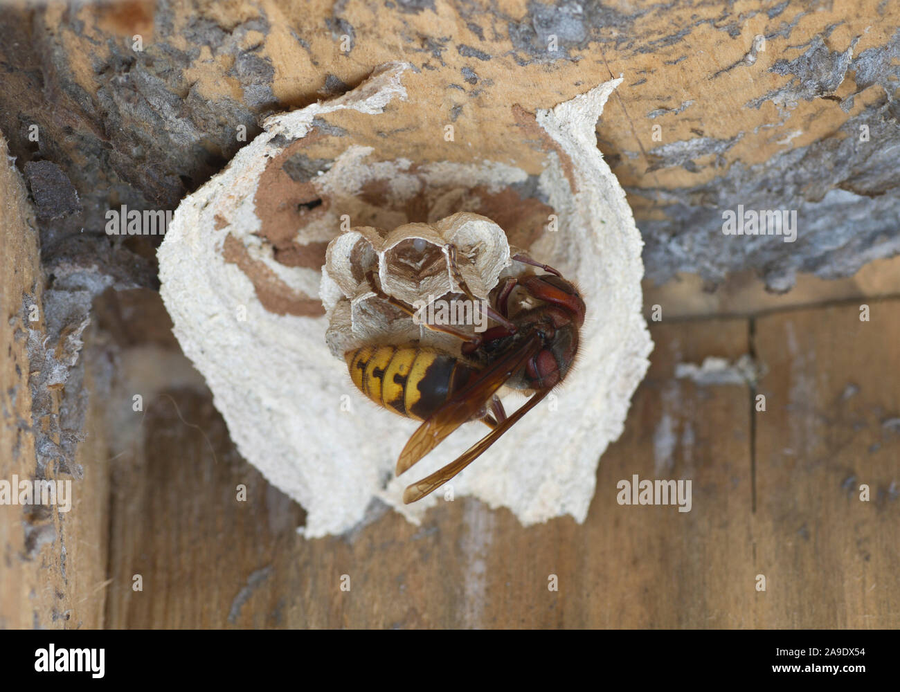 Hornets queen, hornet (Vespa crabro), hornet's nest Stock Photo