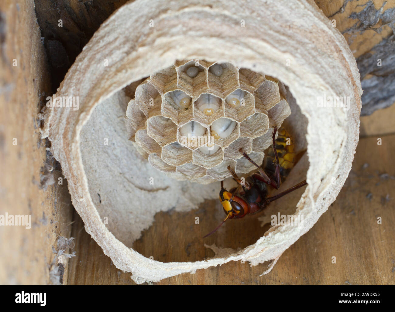 Hornets queen, hornet (Vespa crabro), hornet's nest Stock Photo
