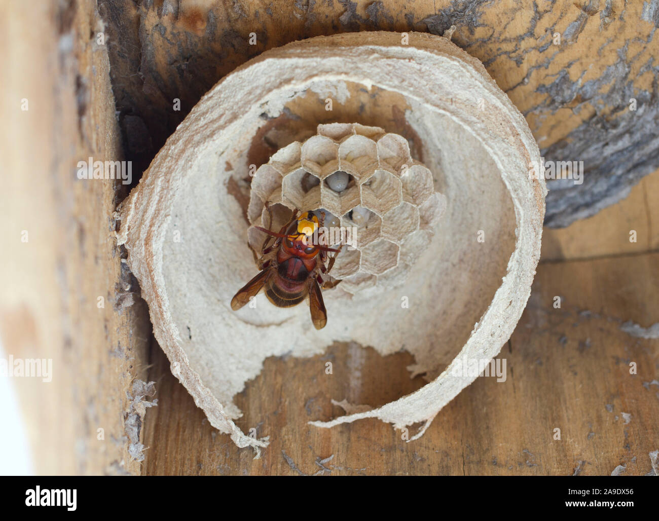 Hornets queen, hornet (Vespa crabro), hornet's nest Stock Photo