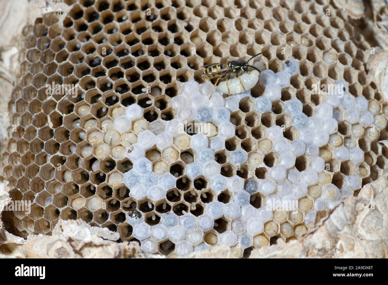 Nest of the common wasp Stock Photo