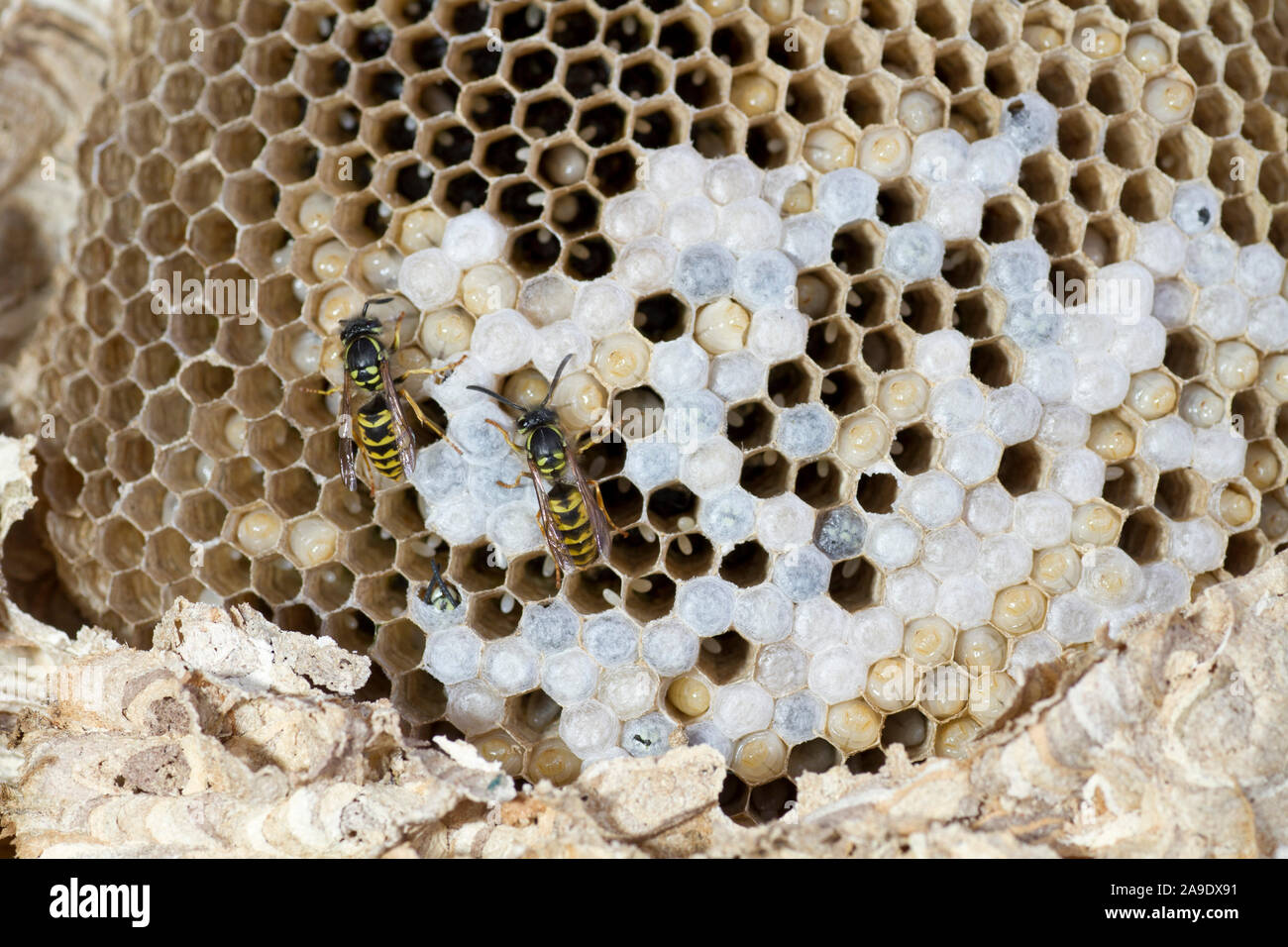 Nest of the common wasp Stock Photo