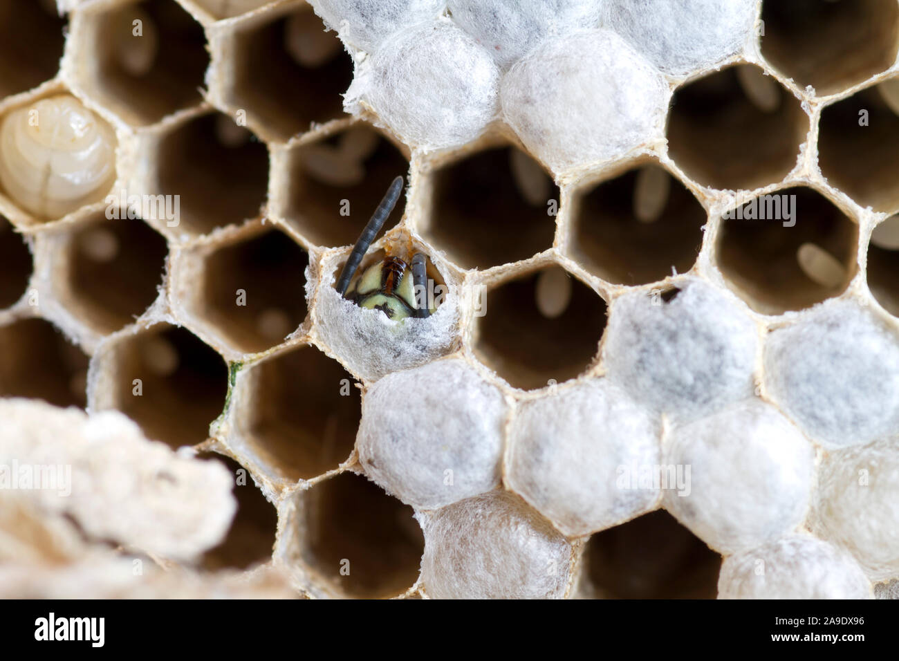 Nest of the common wasp Stock Photo