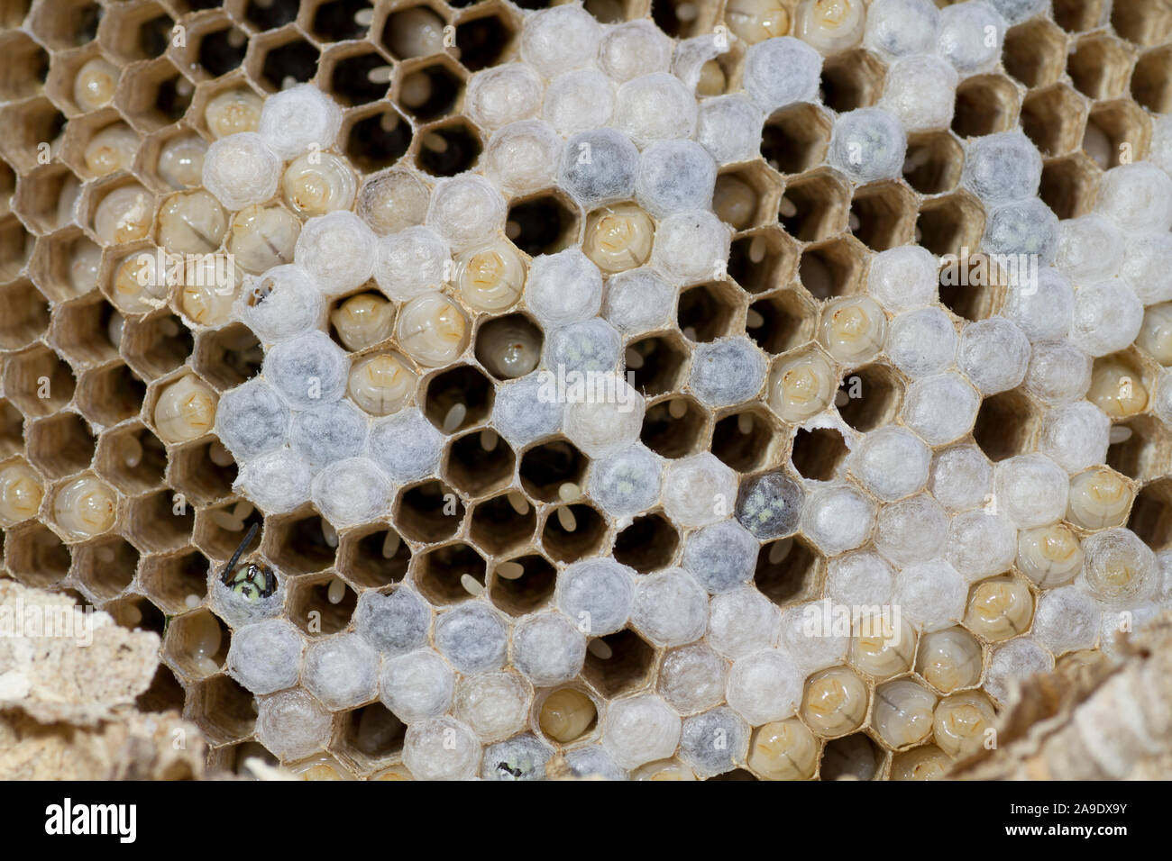 Nest of the common wasp Stock Photo
