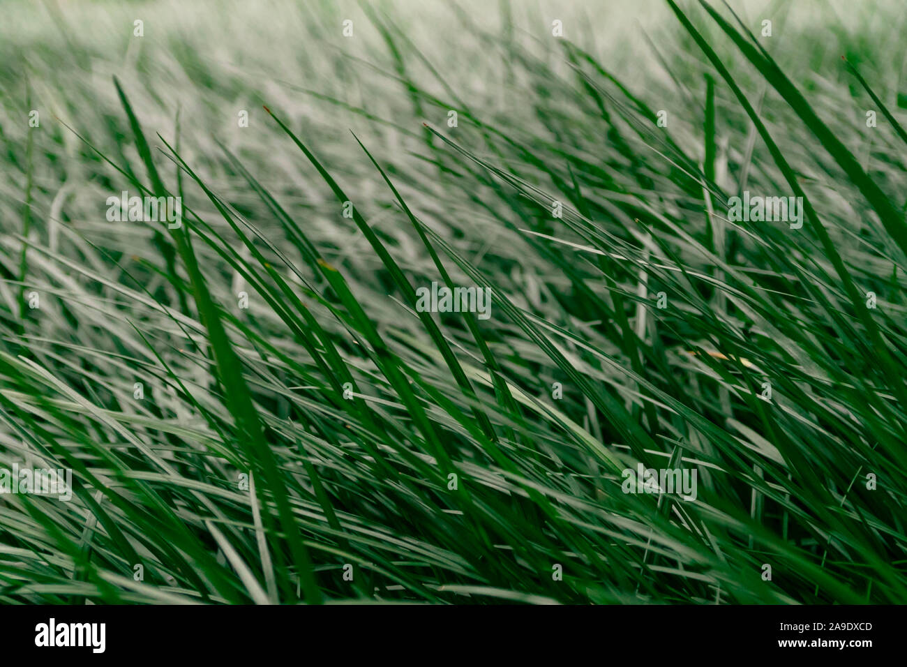 tall blades of long green wild grass Stock Photo