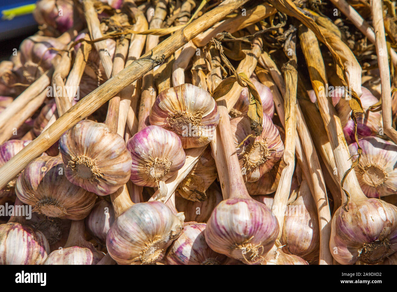 Garlic displayed at the open air market in Arles France Stock Photo