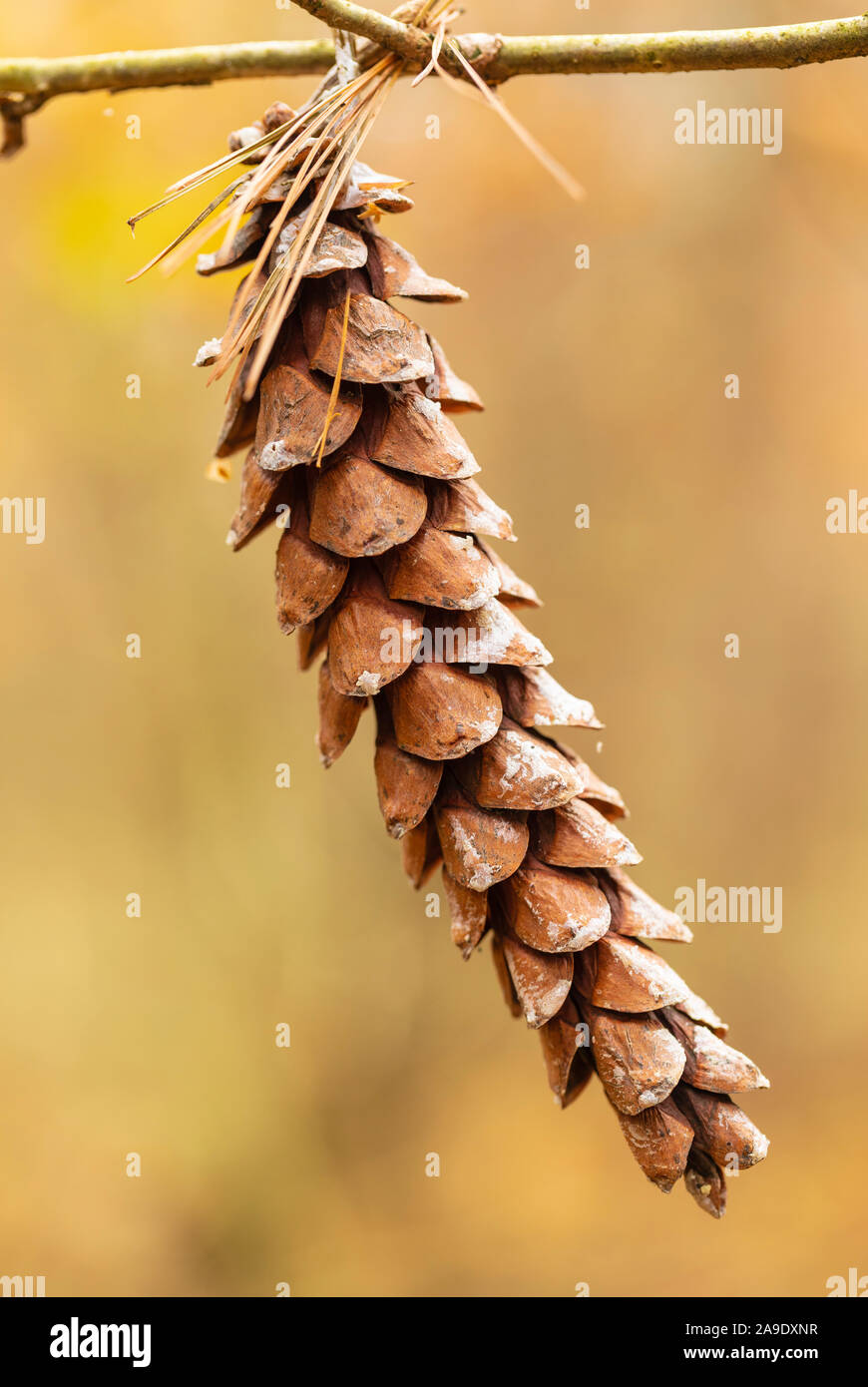 Spruce cone, close up, Picea abies in autumn Stock Photo
