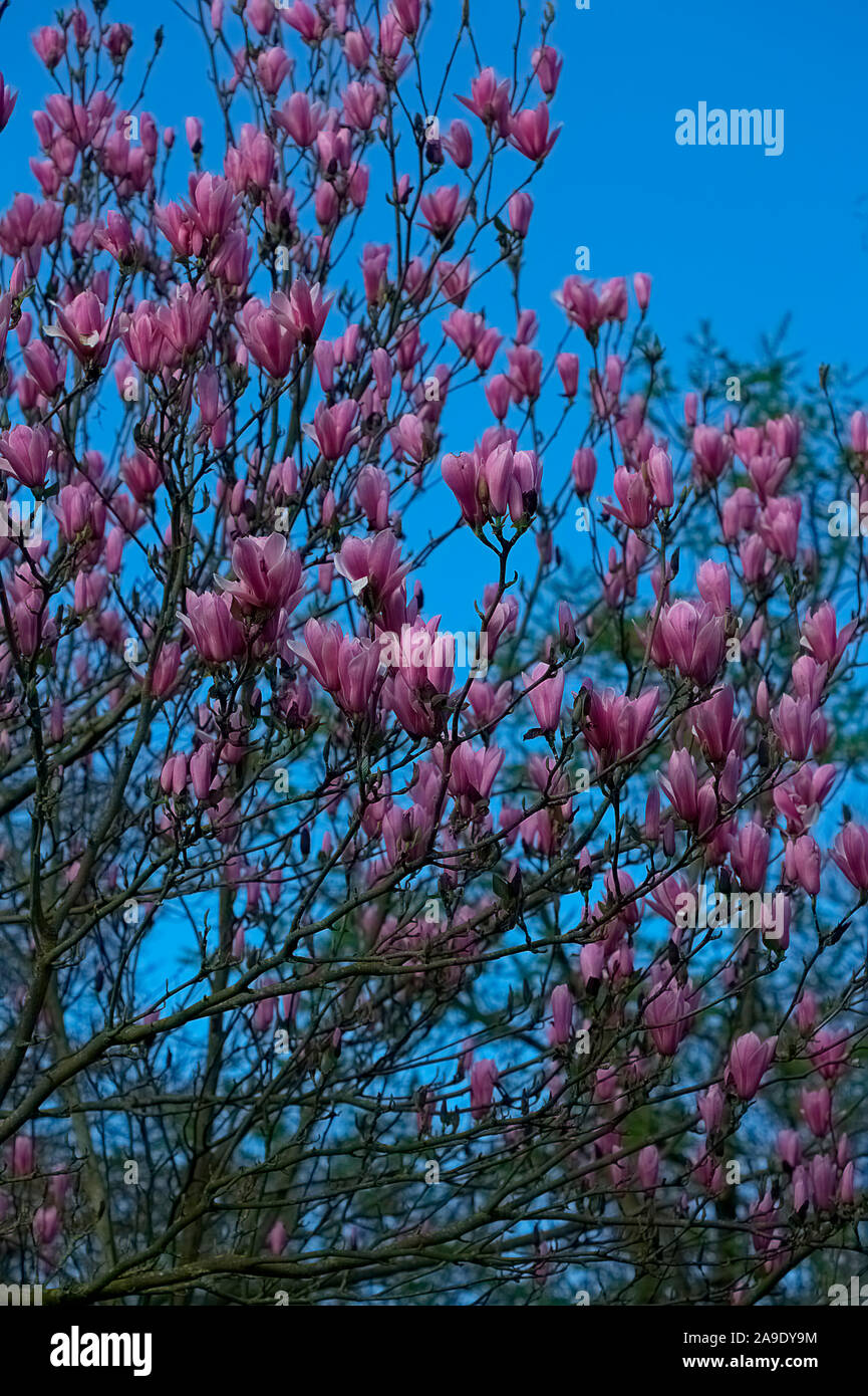Magnolia 'Heaven Scent' AGM Stock Photo